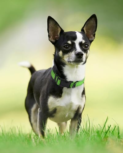 Image of Joytale Reflective Dog Collar, Adjustable Neoprene Padded, Green XS | Breathable Nylon for Puppies and Small Breeds, No Chafing on Walks and Indoor Training, Light Metal D-Ring, Night Safety
