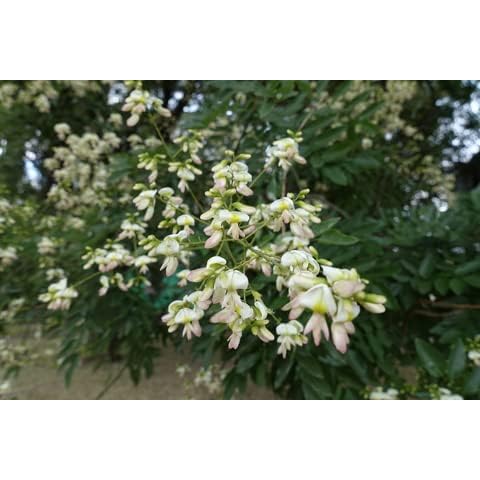 RP Seeds Sophora Japonica Pagoda Tree Seeds Cover