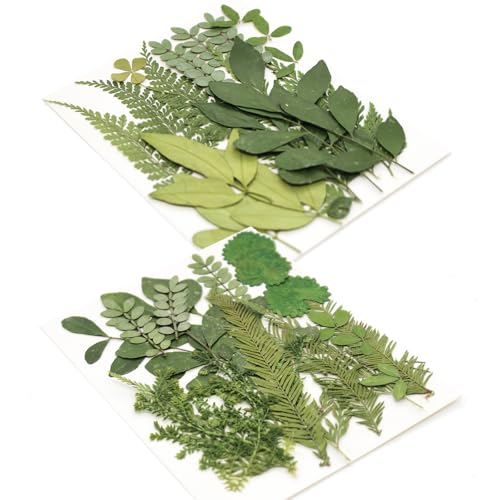 Kit 84 piezas hojas y flores secas prensadas naturales miniatura 7