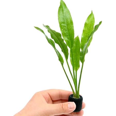 Amazon 水草 ｓサイズ アマゾンソード 草丈１５ ２０ｃｍ前後 ４株 Charm チャーム 生体水草 通販