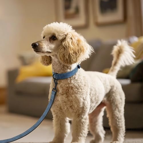 Image of Didog PU Leather Dog Collar and Leash Set, Soft Padded, Blue, Neck 11-14 inch