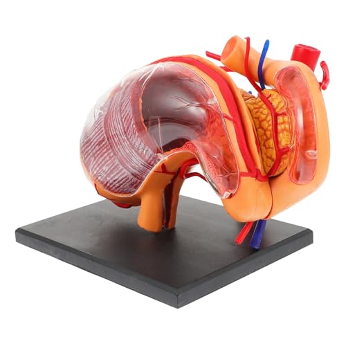 Modèle anatomique d'estomac pour simplifier l'apprentissage de la biologie humaine