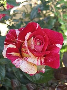 Garten Schlüter Edelrose Broceliande Duftrose im 5L Container