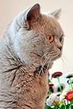 2025 Weekly & Monthly Planner Lilac British Shorthair Cat: Organizer Diary with Goal Setting and Gratitude Sections, Checklists, Trackers & more