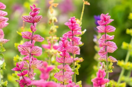 100+ Clary Sage Pink Sundae Seeds Salvia sclarea Flower Seed Birds Butterflies Pollinators Wildflower Flowers