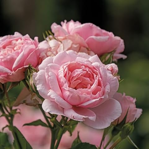 Proven Winners Reminiscent Pink Rose (Rosa x), Live Shrub, 4.5" Quart Cover