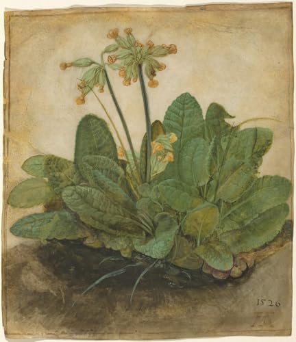 Pintura decorativa Ciuffo di primule de Albrecht Dürer, lienzo premium 60x90cm