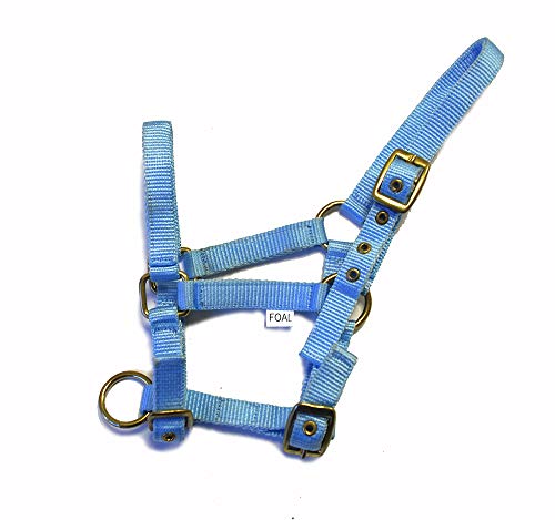 Rhinegold Collar de Nylon Potro - Azul bebé