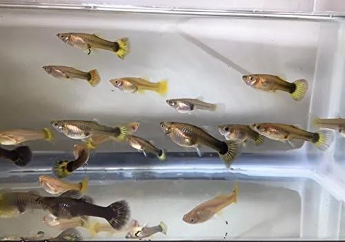 Live Guppies Tropical Pet Fish - 2 Females