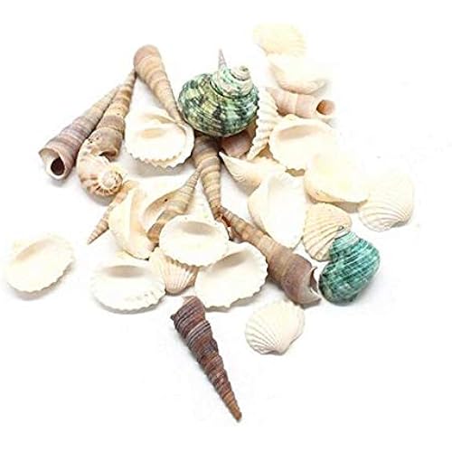 lfhyyazhj Sea Shells Mixed Beach Seashells， Various Sizes， for Beach Theme Party Wedding Decorations DIY Crafts Home Decorations Fishtank Supplies ， Approx 35 Seashells