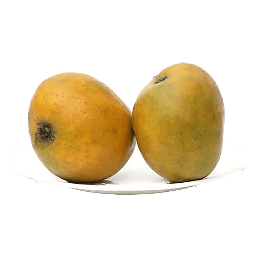 Image of Fast-Growing Raspuri Mango Plant Fruit After 1-2 Years (Grafted Plant, 2-3 Feet Height) - Delicious Variety For All Climates Hybrid 1 Healthy Live Plant PB 40