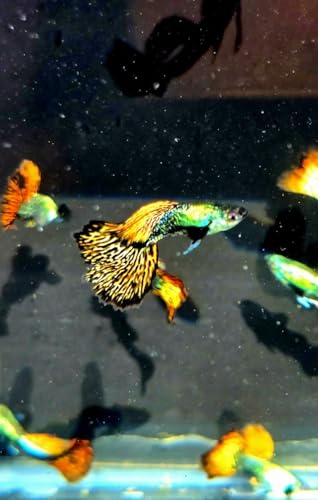 Red Dragon Guppy Fry Pack (10Pack +1) 2 to 4 Weeks Old