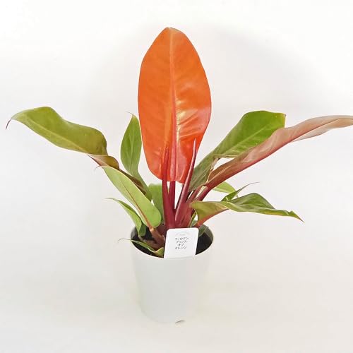 ITANSE フィロデンドロン プリンスオブオレンジ 4号 1個売り【品種で選べる観葉植物】学名:Philodendron 'Prince of Orange'/サトイモ科 非耐寒性常緑多年草●新芽が鮮やかなオレンジ色になるフィロデンドロン。新芽はネオンの