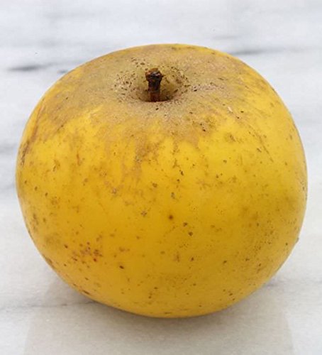 Apfelbaum Holsteiner Zitronenapfel 60-80cm - ein Herbstsapfel - lebende Gartenpflanze aus den Baumschulen