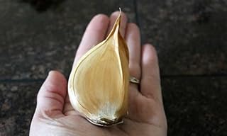 Six Live Giant Elephant Ear Garlic Individual Cloves by Greenhouse PCA | Each Clove Can Be Planted and Will Grow Into It's...