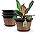 Quarut Large 4 Pack 16 inch Plant Pots,Whiskey Barrel Planters with Drainage Holes & Saucer,Plastic Decoration Flower Pots Retro Design,Planters for Outdoor Indoor Garden Balcony Plants (Brown)