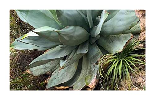 alocasia zebrina standort Alocasia Sibirian Tiger kaufen – Green Me Up