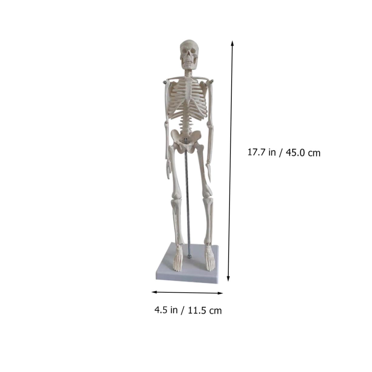 Human Skeleton Modell aus PVC Bewegliche Arme Anatomisches Skelett für Medizinische Lehre Wissenschaftliche Studien und Unterricht Stabiler Stand für Klassenzimmer und Studium