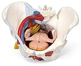 Kostenloser Zugriff auf Anatomie-Lernsoftware: 3B SMART ANATOMY beinhaltet 11 Kurse mit 23 Vorträgen und 117 verschiedenen Ansichten von interaktiven virtuellen Modellen. Enthält außerdem auch 39 Quizfragen zur Selbstbeurteilung.