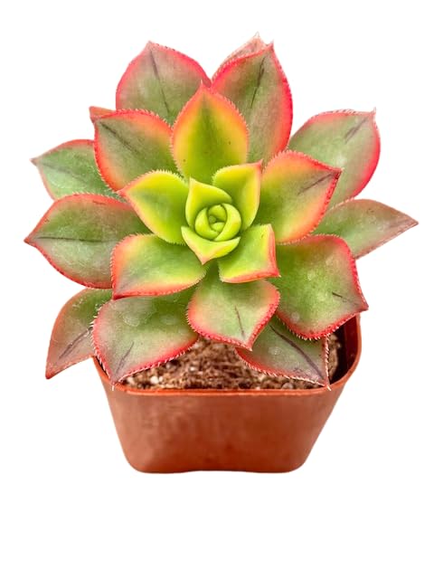 succulent collection Shop Succulents Assorted Succulent Plant Pack Collection, Live 4" Succulent Plants, Low Maintenance, Mixture of Colors & Textures