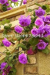 100 Pz Arrampicata All'aperto Arcobaleno Rosa Bonsai Doppi Petali Fiore Perenne FAI Da Te Bonsai Pot Casa Giardino Decorazione Fiore: 17: Only Seeds