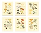 Vintage Botanical Prints | Edible Mushroom Wall Art by Ink Inc. | Set of 6 | 8x10 Unframed