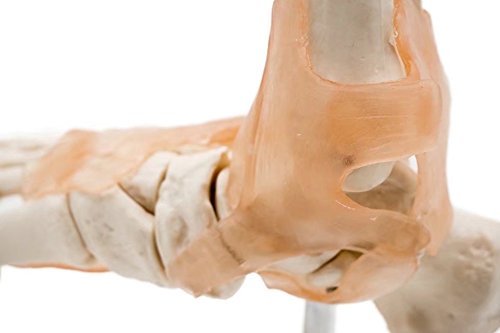 BoNew-Oral Life Size Foot Joint with Ligaments Anatomical Skeleton Model - Medical Anatomy