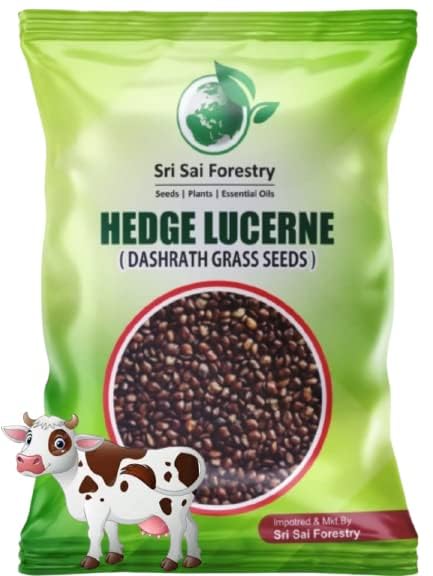 SRI SAI FORESTRY - Hedge Lucerne Grass Seeds for Cow - 250G - Velimasal Seeds - Dasrath Grass Seeds for All Type of Cattle India (B0CQKCN2G6) Amazon Price History, Amazon Price Tracker