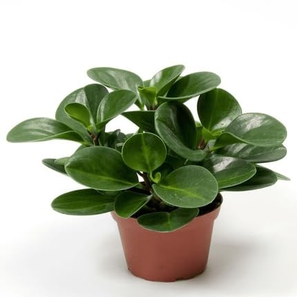 50pcs Peperomia Plant Seeds