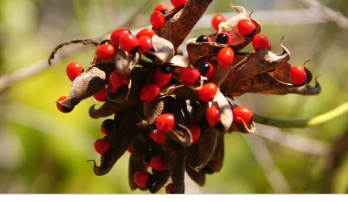 Abrus Precatorius Plant - Coral Bead Vine, Rosary Pea, Gunj live plant - 1 No (B0B4WNWZQ6) Amazon Price History, Amazon Price Tracker