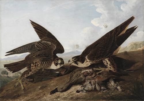Pintura al óleo clásica de John Audubon, cuadro moderno de halcones peregrinos de 60x90cm