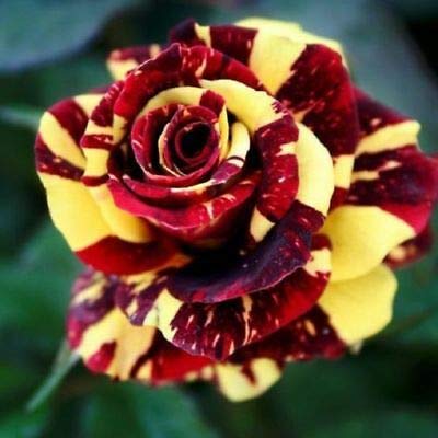 Amazon.com : Seeds - 10 Red Yellow Rose Seeds Flower Bush Flowers