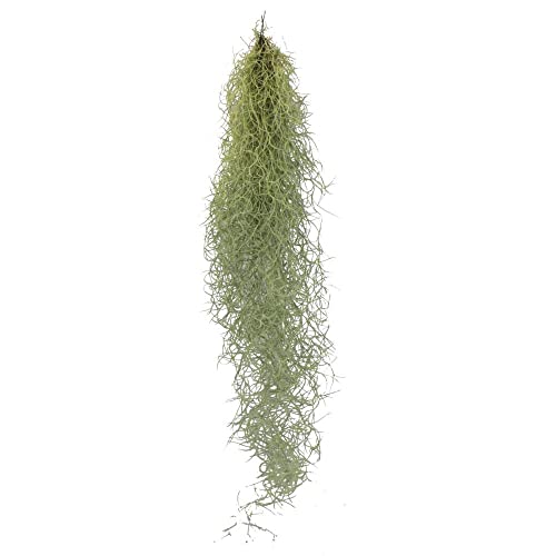 Exotenherz - Tillandsie, Tillandsia usneoides