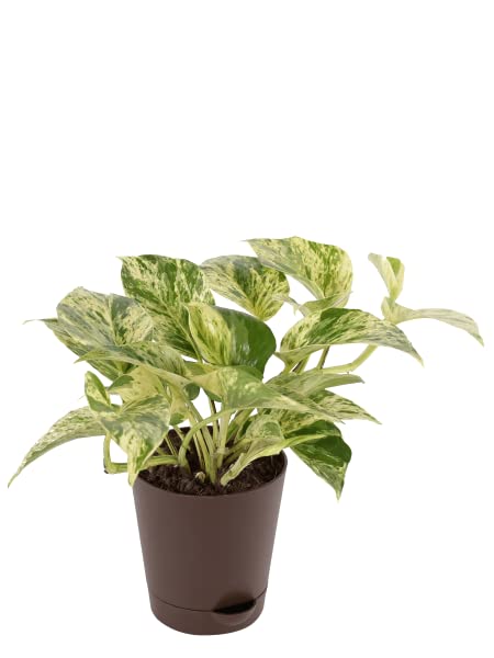 Liewive Root Money Plant Air Purifying Live Indoor Plant With Pot (B0BC4LNS82) Amazon Price History, Amazon Price Tracker