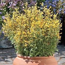 25 ARIZONA SUN Agastache Semi, Hummingbird Menta, rustiche alla Zona 5.