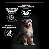 PURINA PRO PLAN | Czułe trawienie | Kompletne karma dla średnich szczeniąt | Promuje zdrowy układ trawienny | Bogata w jagnięcinę | Karma | Torba 3 kg