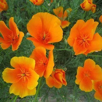 Outsidepride Eschscholzia Orange California Poppy Seeds - 5000 Pcs Annual, Native, Drought Tolerant...