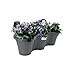 Produktbild Elho Corsica Easy Hanger Trio - Übertopf - Anthrazit - Draußen & Balkon  - L 53.5 x W 27.1 x H 25.9 cm