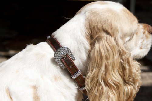 House Of Furbaby White Personalized Dog Collar, Bling Dog Collar, Xs, S (Xsmall- 7.5"-9.5" Neck) #TOP3