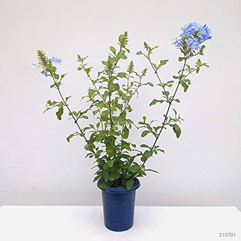 ルリマツリ　ブルペンバコ Amazon | ☆ルリマツリ（プルンバゴ） ブルー 1株 | 花