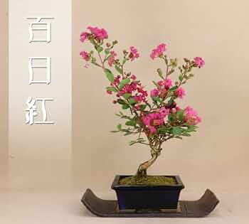 サルスベリ(百日紅) 盆栽 百日紅（サルスベリ）盆栽 G006