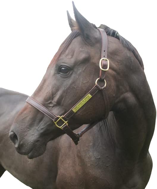 Tack Shack of Ocala Turnout Leather Halter for Horses with Customized Engraved Name Plate | Brown Leather with Solid Brass Hardware | Fixed Chin, Double Buckle Crown
