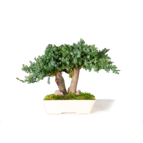 Bonsai di Ginepro Stabilizzato No Acqua e Manutenzione, Non richiede Terra o Potature - Decora i tuoi ambienti con Piante e Alberi Stabilizzati - 100% Naturale (15cm)