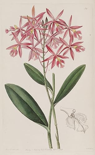 Impression d'art mural Epidendrum Macrocarpum pour habiller un mur vide de chambre poster 60x90