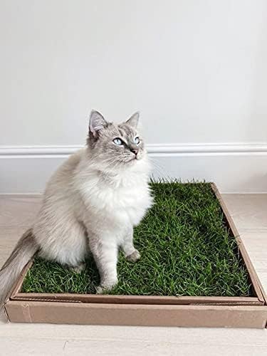 Is nepeta poisonous to dogs