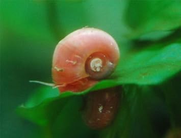 Amazon ピンクラムズホーン 1個 生体 生体 観賞魚 水中生物 通販