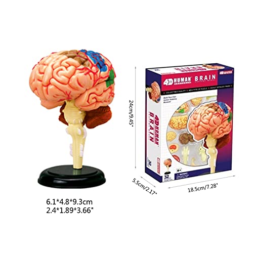Modèle anatomique humain pour comprendre l'anatomie facilement - 3