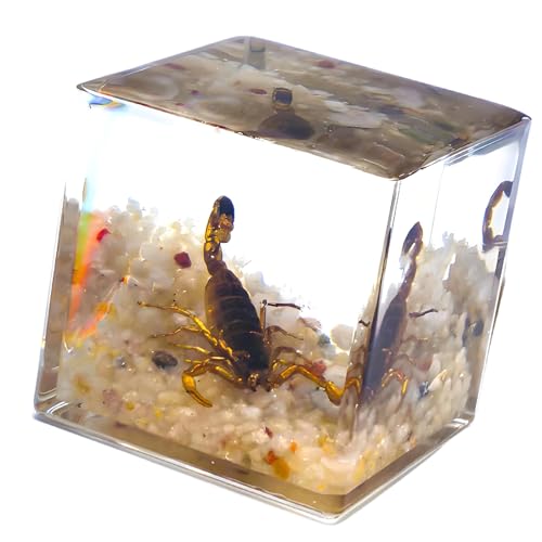 �W�{ MicroLandscape �����A�N�����L���[�u�����w�w�K�t�B�M���A �M�t�g�Ƌ���ړI�f�X�N�g�b�v���i