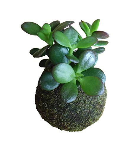 Kokedama Crasula Ovata