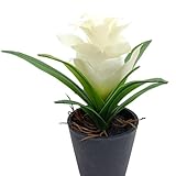 OUKEYI 2 Pcs Artificial Bromeliad Flowers Pot 17.7 Inch Tropical Bromeliads Plants with Decorative Faux Pot Lifelike Pineapple Plant for Home Office Patio Garden Decor Gift (White)